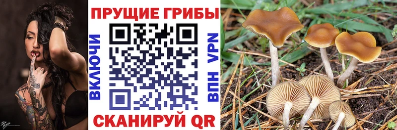 закладка  Беломорск  Псилоцибиновые грибы мицелий 
